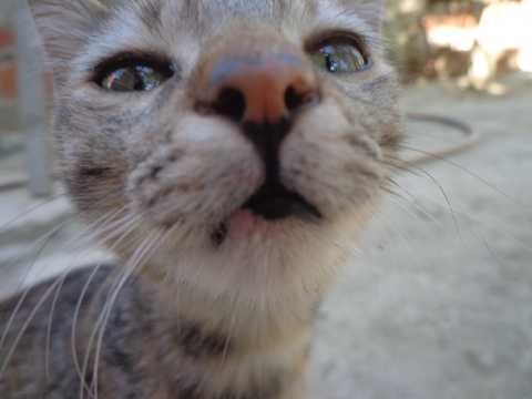 Cats