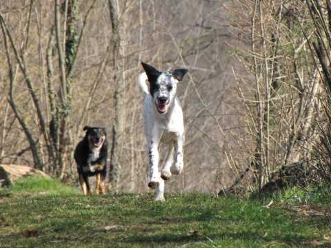 Running Dogs