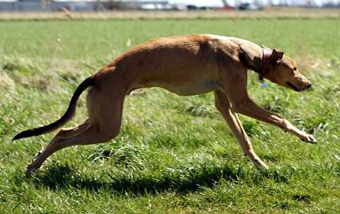A brown greyhound running to the right in a grassy field on a sunny day
